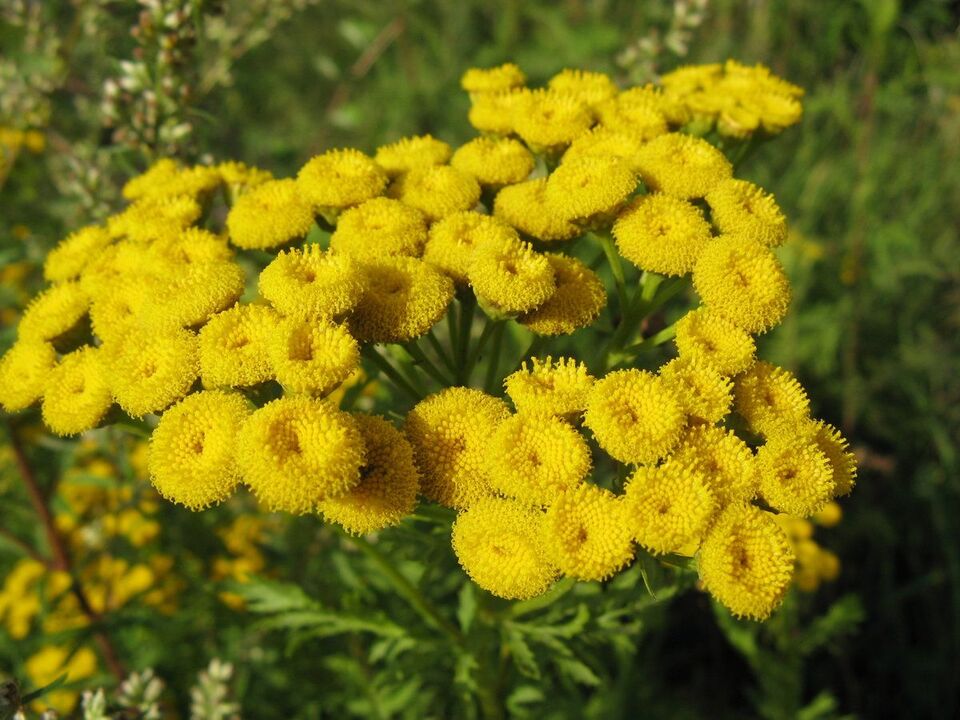 tansy protiv parazita