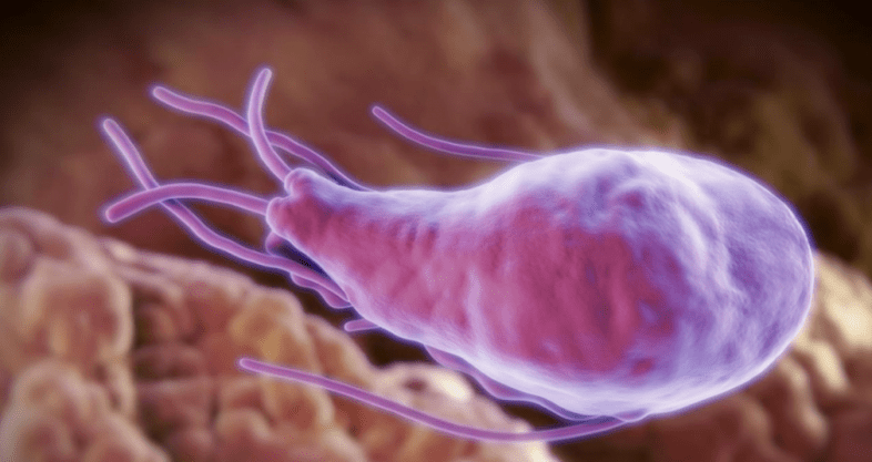 Alveococcus i Echinococcus